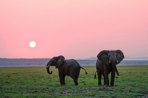 WorldElephantDay