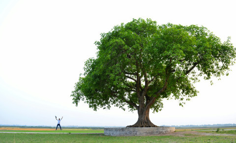 TreesForLife