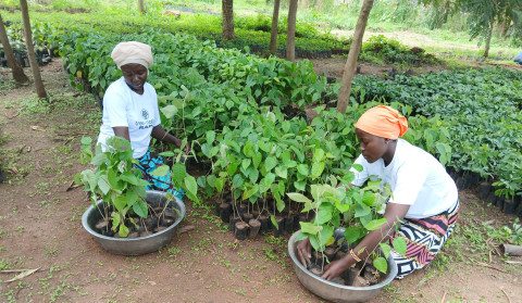 Reforestation