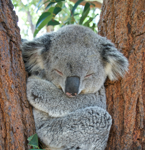 SavetheKoala