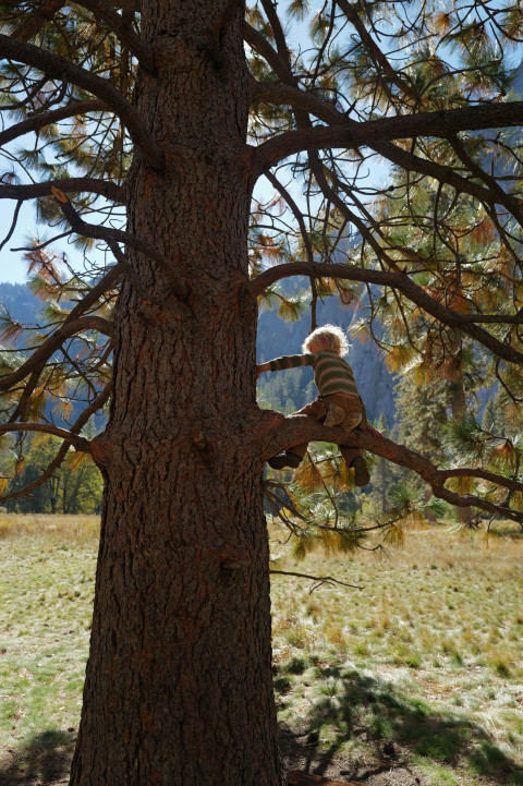 KidsNeedTreesToClimb