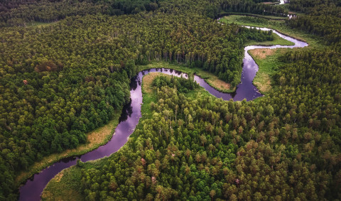 AmazonRainForest
