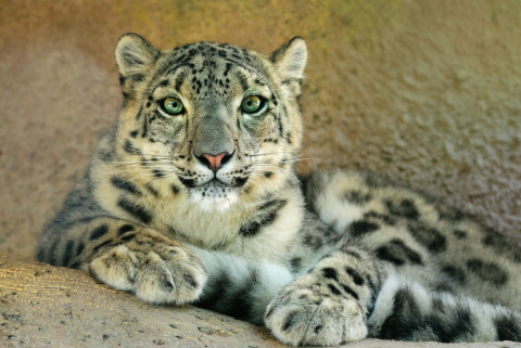 SnowLeopardDay