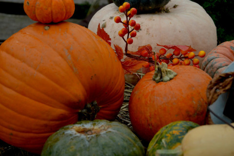 HarvestHappiness
