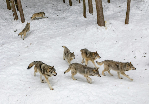 InternationalWolfDay