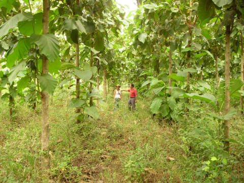 WorldRainforestDay