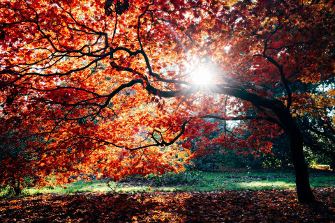 Fall