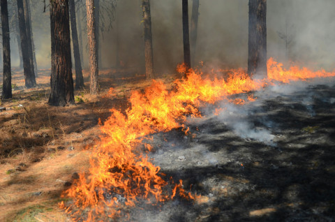 ForestFire