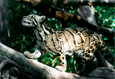 CloudedLeopardDay
