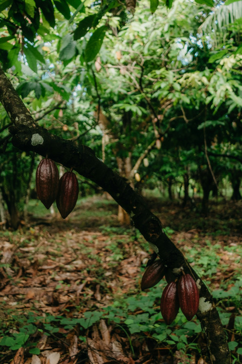 Agroforestry
