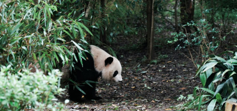 EndangeredSpecies