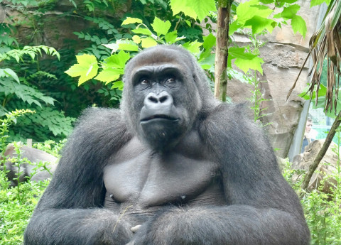 WorldGorillaDay