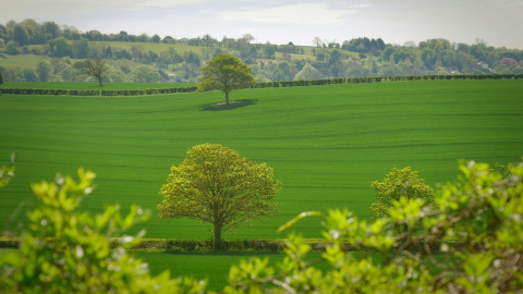 WelcomeTree