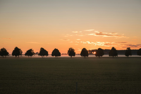 TreesForTheFuture