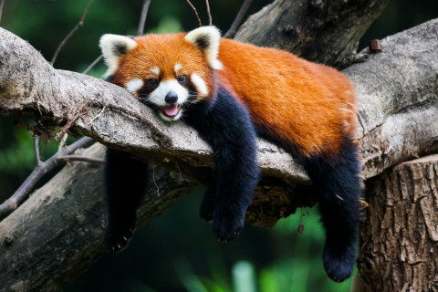 InternationalRedPandaDay