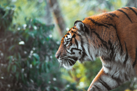 InternationalTigerDay