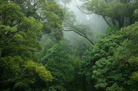 RainforestDay