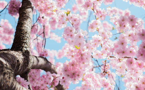 SpringIsHere