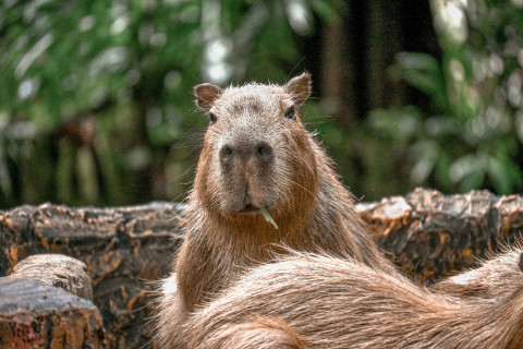 Capybara