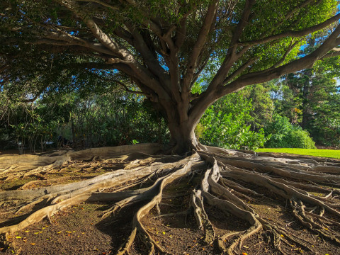 InternetOfTrees