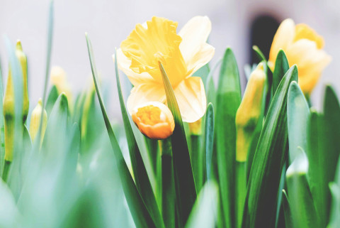 Easter