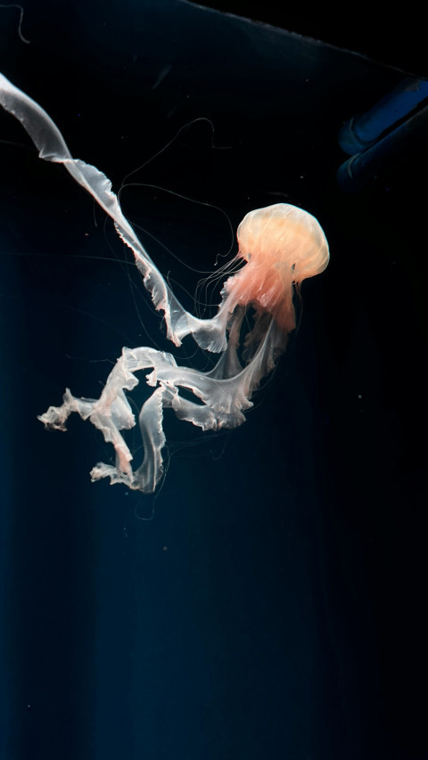 MarineAnimalForests