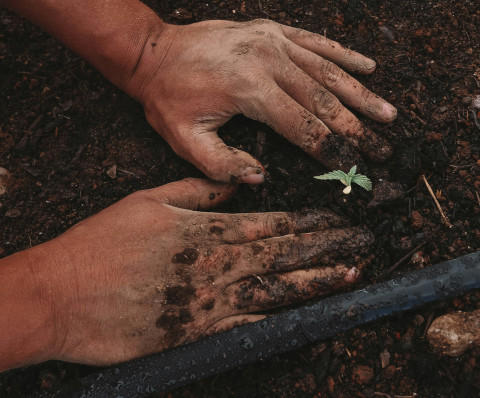SeedGame