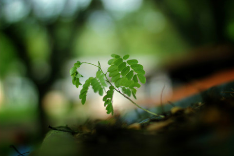 GreenLiving