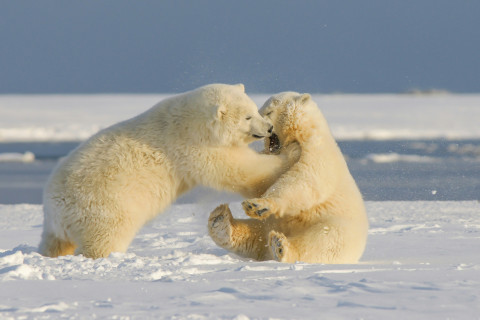 PolarBears