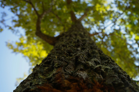 LetsPlantTrees