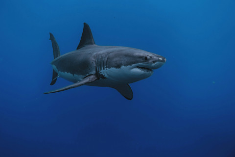 Shark