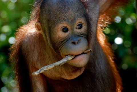 OrangutanDay