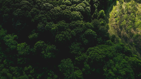 ReforestTheWorld