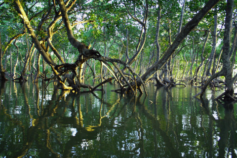 MangroveConservationDay