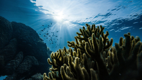 NatureConservation