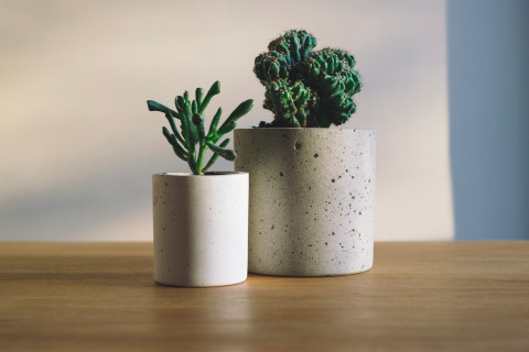 PlantAppreciationDay