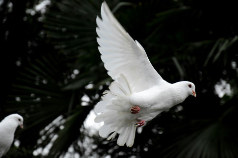 Peace