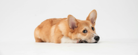 dogs
