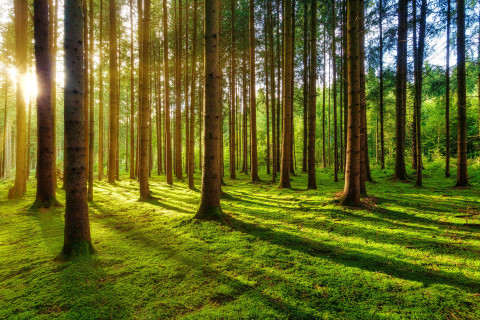 TreesForTomorrow