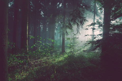 ForestsDay