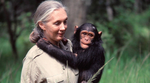 JaneGoodall