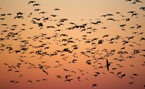 MigratoryBird