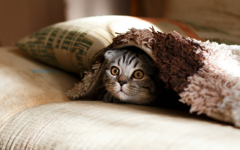cats