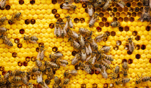 savethebees