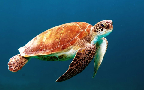 WorldTurtleDay