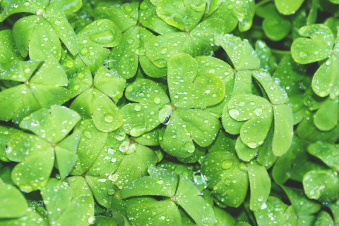 StPatricksDay