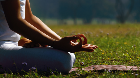 YogaTrees
