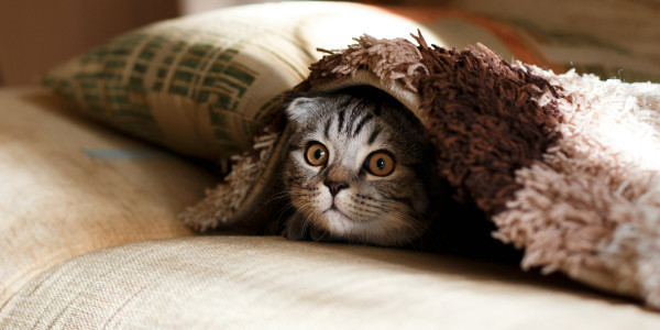 Cats