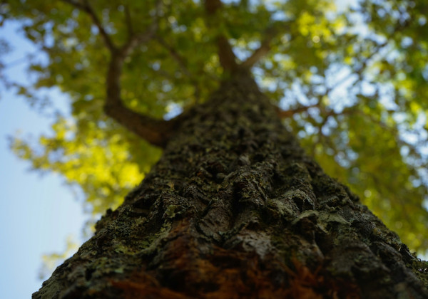 LetsPlantTrees