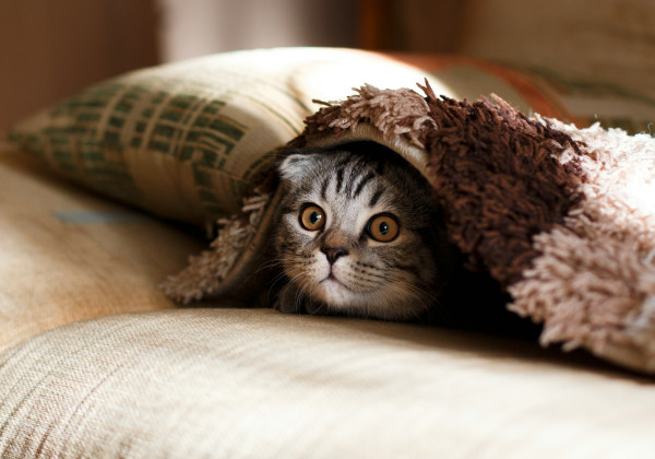Cats